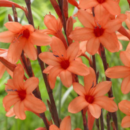 Watsonia naranja